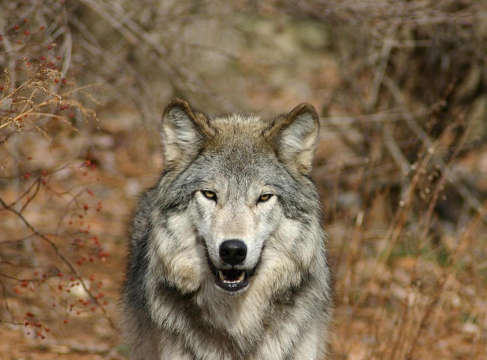 white, gray, and brown portrait of wolf HD wallpaper